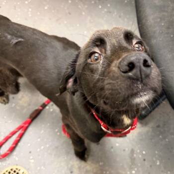 Chestnut -  Mixed Breed Dog for Adoption in Columbiana, Alabama - Chestnut | PetCurious