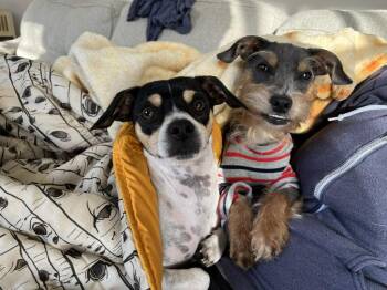 Joey -  Schnauzer Dog for Adoption in Elmwood, Louisiana - Joey | PetCurious
