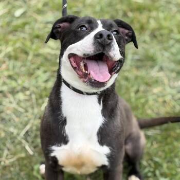 Marsha -  Terrier and Black Labrador Retriever Dog for Adoption in Melbourne, Kentucky - Marsha | PetCurious