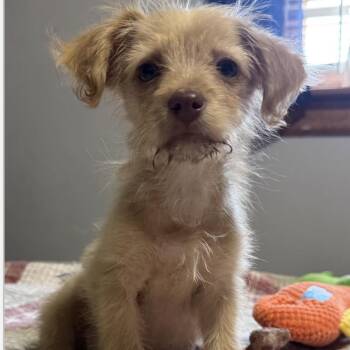 Gretchen -  Terrier Dog for Adoption in Brainerd, Minnesota - Gretchen | PetCurious