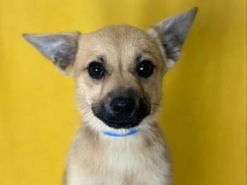 Greg -  Chihuahua and Miniature Pinscher Dog for Adoption in Portland, Oregon - Greg | PetCurious