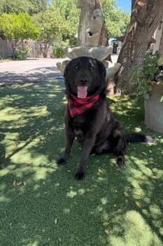 Scout -  Golden Retriever and Labrador Retriever Dog for Adoption in Temecula, California - Scout | PetCurious