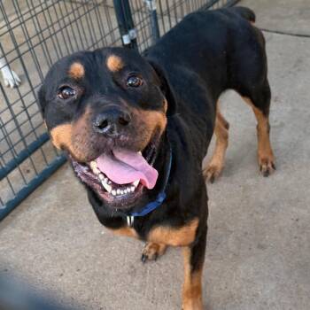 Zeus -  Rottweiler Dog for Adoption in Lake Jackson, Texas - Zeus | PetCurious