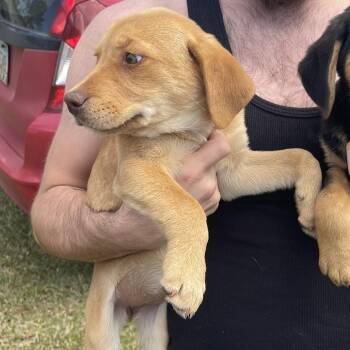 German Shepherd Dog Dogs Available for Adoption - Hobbit | PetCurious