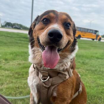 Rodger -  Cattle Dog and Australian Shepherd Dog for Adoption in Austin, Texas - Rodger | PetCurious