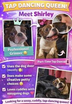 Boston Terrier Dogs Available for Adoption - Shirley Feenie | PetCurious