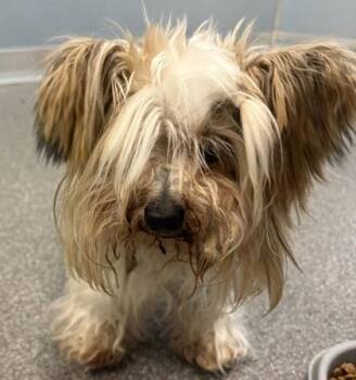 Mixed Breed Dogs Available for Adoption - Lambeau | PetCurious