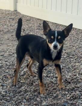 Winchester -  Chihuahua Dog for Adoption in Columbus, Nebraska - Winchester | PetCurious