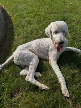 Larry -  Standard Poodle Dog for Adoption in Detroit, Michigan - Larry | PetCurious