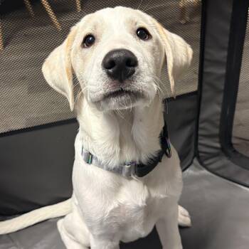 Labrador Retriever Dogs Available for Adoption in Krum, Texas - Fettuccine | PetCurious