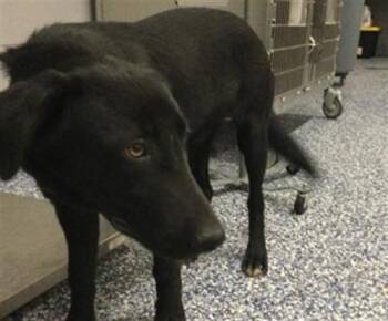 KIPP -  Labrador Retriever and Mixed Breed Dog for Adoption in Thousand Palms, California - KIPP | PetCurious