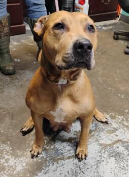 Zora #123 -  Pit Bull Terrier Dog for Adoption in New Lexington, Ohio - Zora #123 | PetCurious