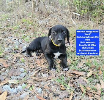 Dachshund and Beagle Dogs Available for Adoption - Benadryl Allergy Relief "Benji" | PetCurious