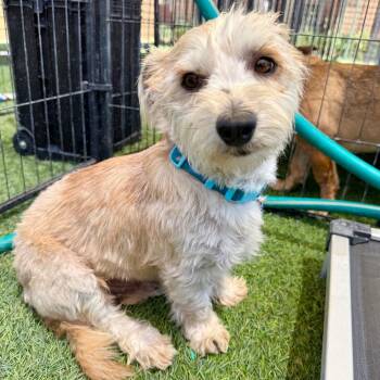 Spanky -  Terrier Dog for Adoption in Agoura Hills, California - Spanky | PetCurious