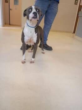 Orchid -  American Bulldog Dog for Adoption in Albany, Georgia - Orchid | PetCurious