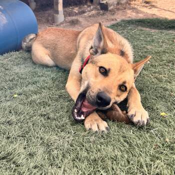 Shepherd Dogs Available for Adoption - Delta | PetCurious