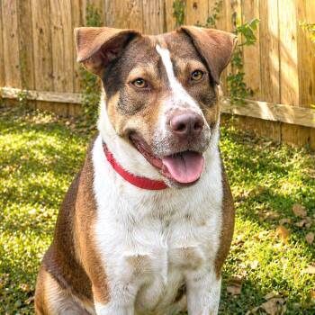 Cattle Dog Dogs Available for Adoption in Boerne, Texas - Brielle | PetCurious