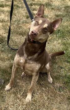 Zeke -  Australian Kelpie Dog for Adoption in Salem, Oregon - Zeke | PetCurious