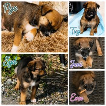 Syd (Opal pup #3) -  Australian Shepherd Dog for Adoption in Wasilla, Alaska - Syd (Opal Pup #3) | PetCurious