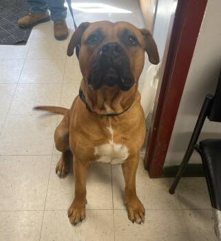 Boxer and Mastiff Dogs Available for Adoption in Maysville, Kentucky - Myles | PetCurious