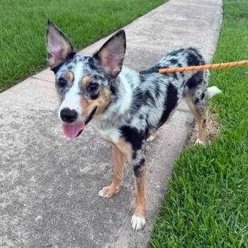 Muffin -  Australian Shepherd and Border Collie Dog for Adoption in Bryan, Texas - Muffin | PetCurious