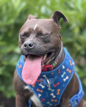 Pit Bull Terrier and Mixed Breed Dogs Available for Adoption - MINI | PetCurious