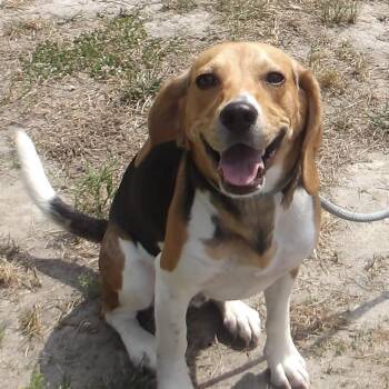 Nash -  Beagle Dog for Adoption in Gloucester, Virginia - Nash | PetCurious