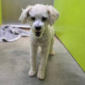 Dandy Doodle -  Poodle Dog for Adoption in San Jacinto, California - Dandy Doodle | PetCurious