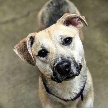 Rescue Cattle Dog and Shepherd Dogs for Adoption in Chicago, Illinois - Frankie Girl (Fun!) | PetCurious