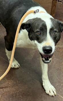 Rescue Pit Bull Terrier Dogs for Adoption in Holly Springs, Mississippi - Ranger | PetCurious