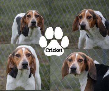Cricket -  Treeing Walker Coonhound Dog for Adoption in Winchester, Kentucky - Cricket | PetCurious