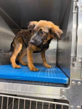 Hazel -  Chihuahua and Dachshund Dog for Adoption in Nacogdoches, Texas - Hazel | PetCurious