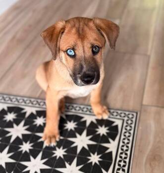 Arizona -  Australian Shepherd Dog for Adoption in Parker, Colorado - Arizona | PetCurious