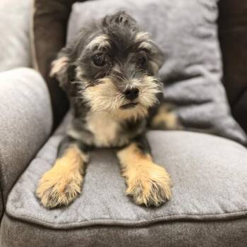 Cedar -  Shih Tzu and Chihuahua Dog for Adoption in Phoenix, Arizona - Cedar | PetCurious