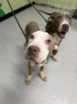 Pit Bull Terrier Dogs Available for Adoption in Indianapolis, Indiana - ASHLEY | PetCurious