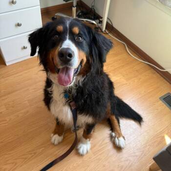 Bernese Mountain Dog Dogs Available for Adoption in Campton Hills, Illinois - Lucy Van Pelt | PetCurious