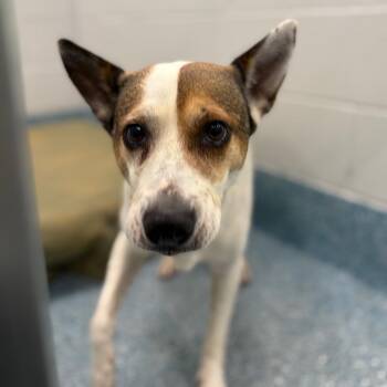 Gweneth -  Terrier Dog for Adoption in Greensboro, North Carolina - Gweneth | PetCurious