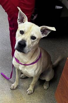 Labrador Retriever and American Staffordshire Terrier Dogs Available for Adoption - EMMITT | PetCurious