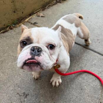 Pit Bull Terrier Dogs Available for Adoption in Northbrook, Illinois - Dr. Langdon | PetCurious