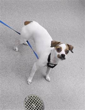 Rat Terrier and Mixed Breed Dogs Available for Adoption - AGATHA | PetCurious