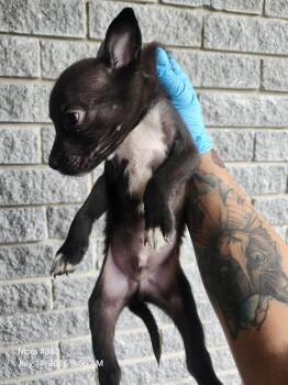 CHILE -  American Staffordshire Terrier Dog for Adoption in San Antonio, Texas - CHILE | PetCurious