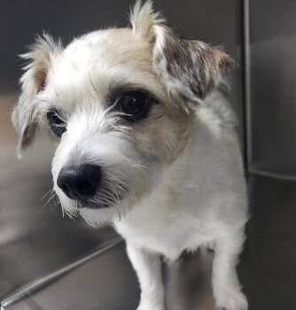 Pen 226c Jax -  Terrier Dog for Adoption in Lawrenceville, Georgia - Pen 226c Jax | PetCurious