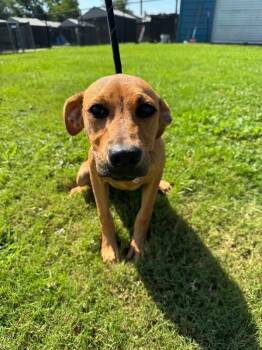 Autumn -  Chocolate Labrador Retriever and Mixed Breed Dog for Adoption in Aiken, South Carolina - Autumn | PetCurious