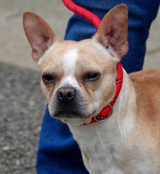 French Bulldog and Boston Terrier Dogs Available for Adoption in Millfield, Ohio - Poogie | PetCurious
