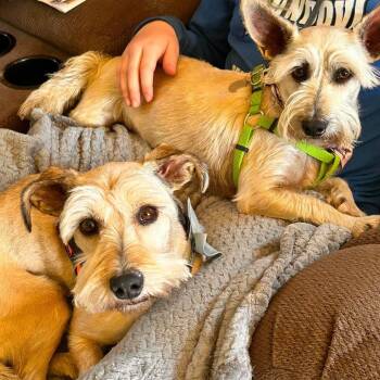 Schnauzer and Mixed Breed Dogs Available for Adoption in Alma, Wisconsin - Benji | PetCurious