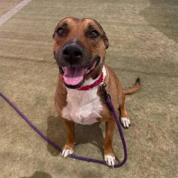 Lady Rhaena -  Pit Bull Terrier and Mixed Breed Dog for Adoption in Kanab, Utah - Lady Rhaena | PetCurious
