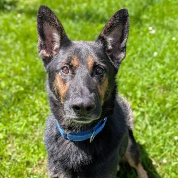 Prince Bubba -  German Shepherd Dog Dog for Adoption in Milan, Illinois - Prince Bubba | PetCurious