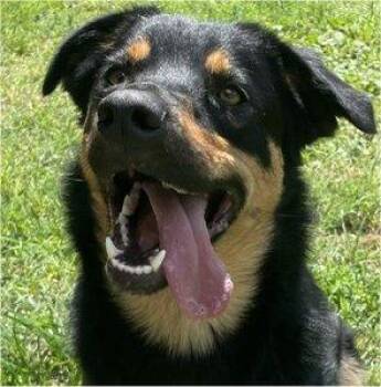 Blake -  Cattle Dog Dog for Adoption in Fort Worth, Texas - Blake | PetCurious