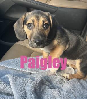 Paigley -  Beagle Dog for Adoption in Irwin, Pennsylvania - Paigley | PetCurious