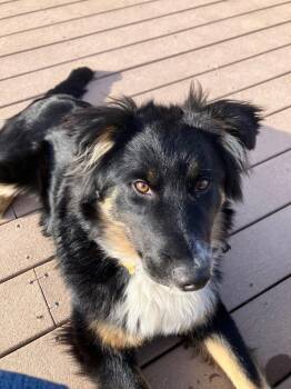 Colby -  Border Collie and Australian Shepherd Dog for Adoption in Heber City, Utah - Colby | PetCurious